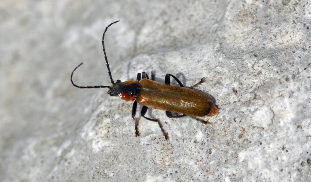 Cantharis quadripunctata, Cantharidae